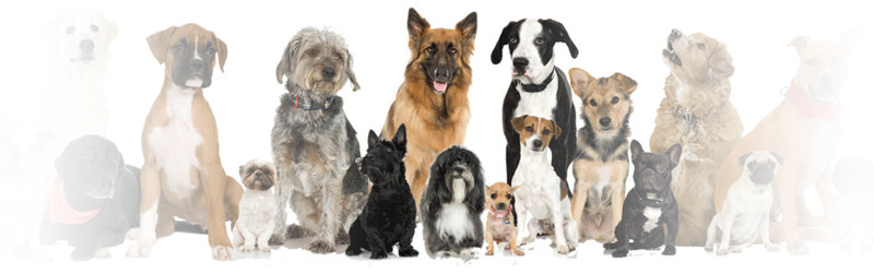 We love all dog breeds and breeders!