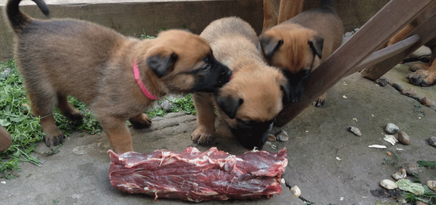 Dog BARF Diet Raw Feeding