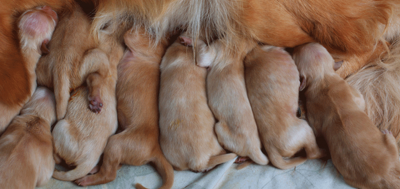 Care Puppies After Delivery