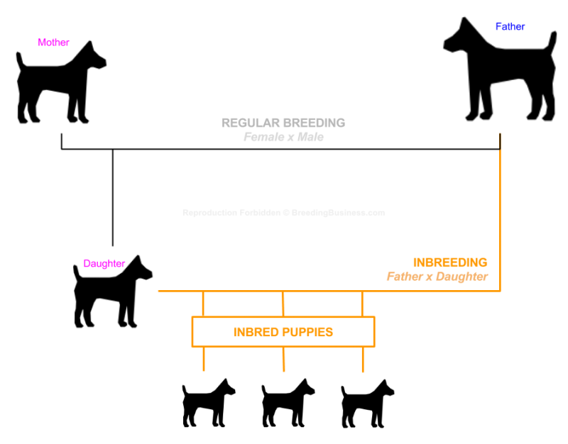 Dog Breeding Concepts — Canine Genetics, Inbreeding, Shows, etc.