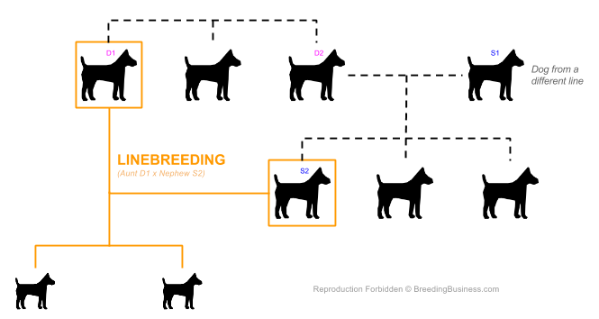 Linebreeding Inbreeding Dogs