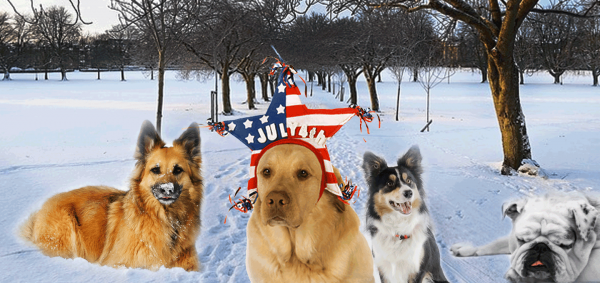 Most Popular Dog Breeds in America (Official Full Ranking)