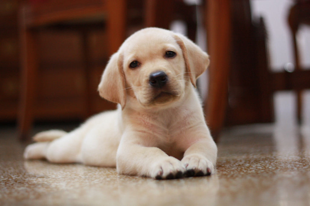 Labrador Puppy Waiting For Its New Owner