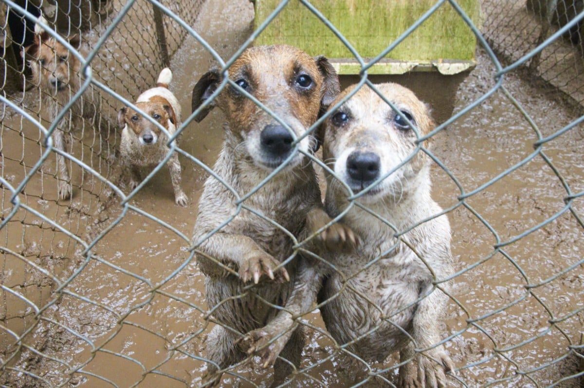 A Puppy Mill in Missaukee County