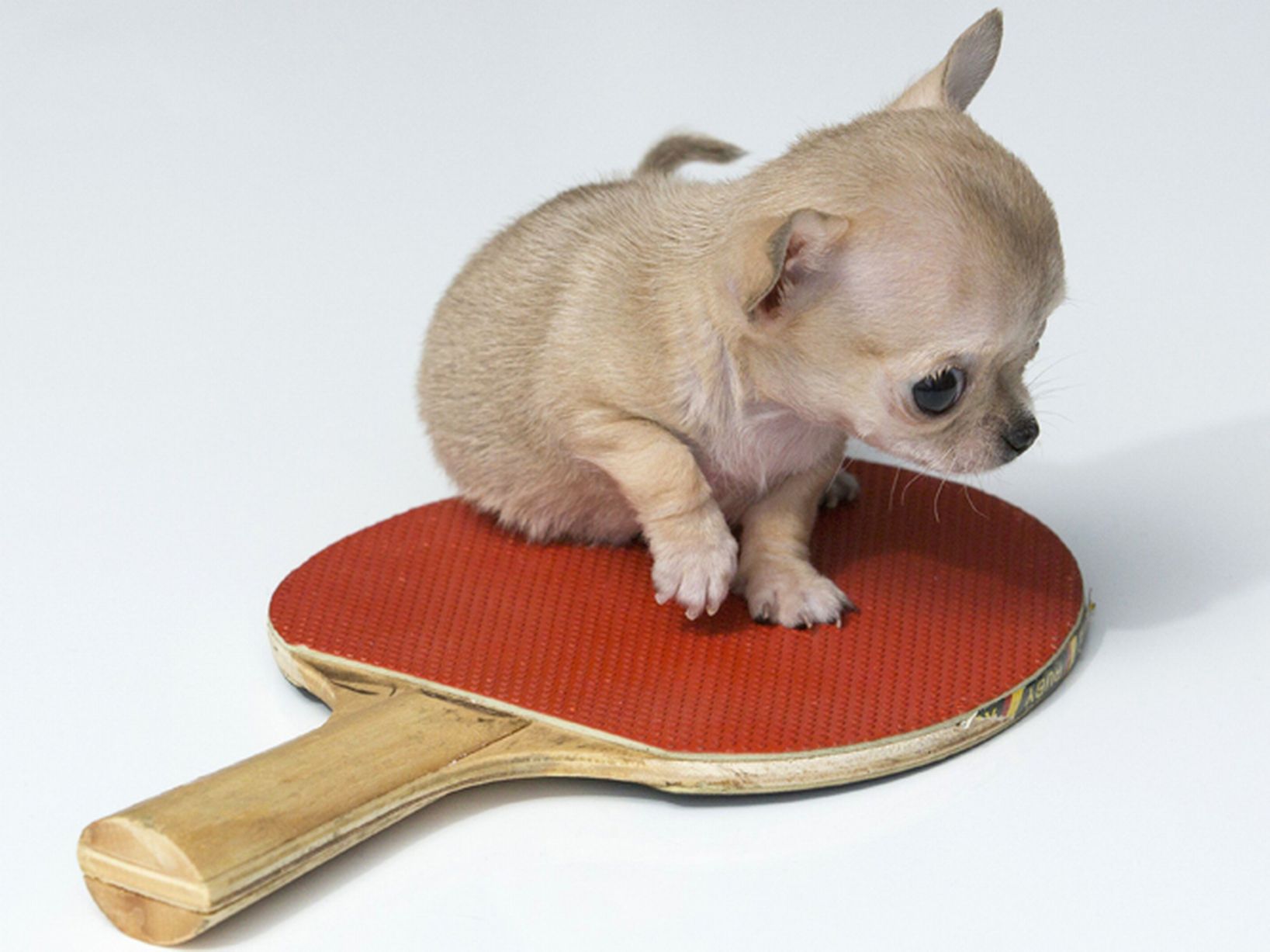 Toudi, the world's smallest dog (chihuahua)