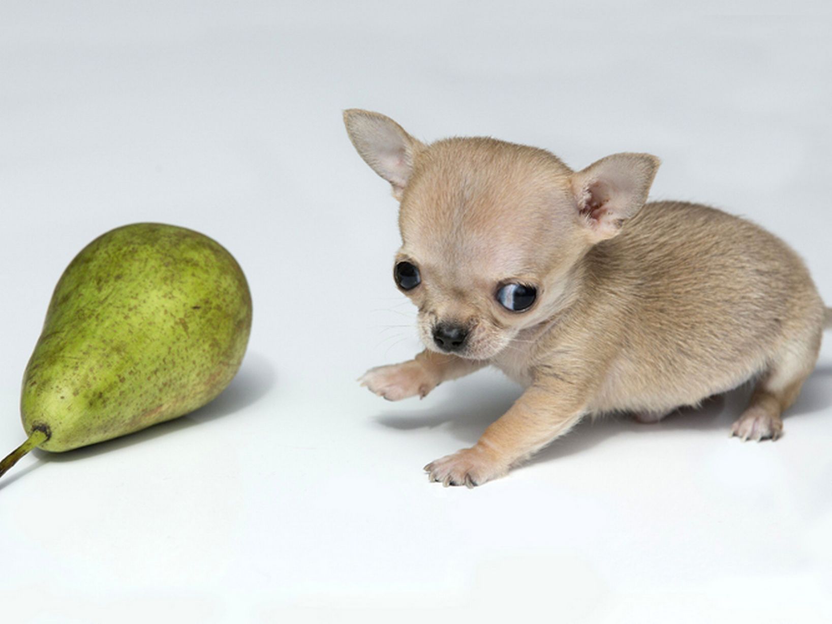 Toudi, the world's smallest dog (chihuahua)