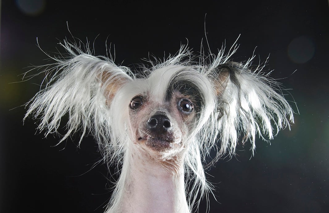 Hairless Dogs. Exotic, Lovable, Low-Allergy Companions
