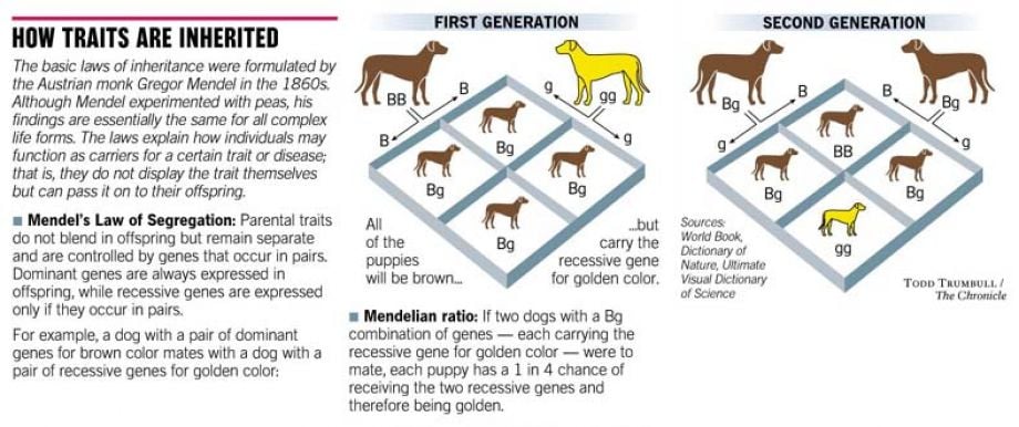 How Traits Are Inherited. Chronicle Graphic by Todd Trumbull