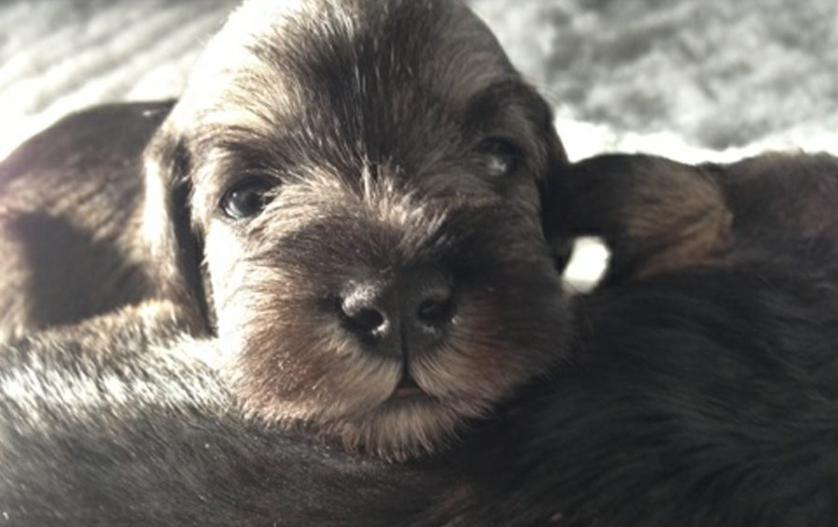 Puppy Schnauzers from Jay's last litter.