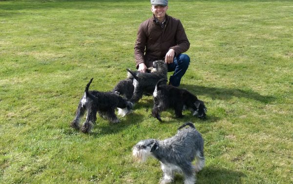 The dogs from the Schnauzer House