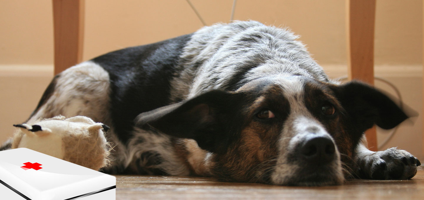 Dog Whelping Kit For Labor Day