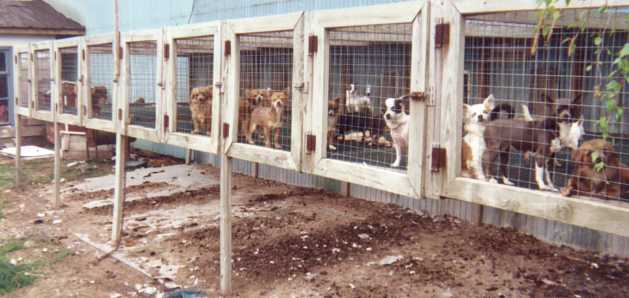 A puppy mill in Canada