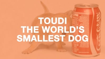 Meet Toudi, the World’s Smallest Dog (Obviously a Chihuahua)