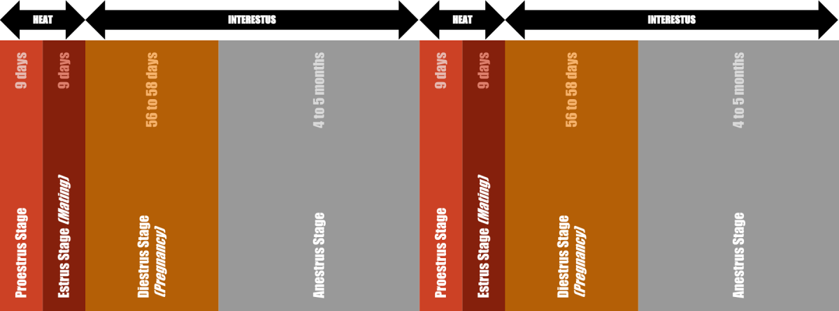 Bitch Heat Cycle Diagram