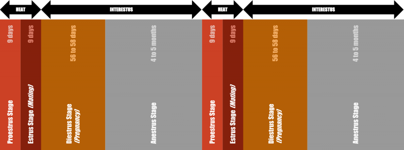 Dog Heat Cycle Chart