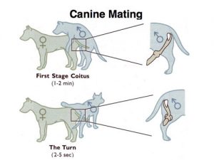 how many times does a dog go into heat