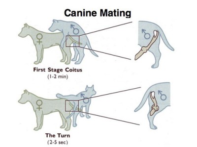 Dog Mating First Stage Coitus