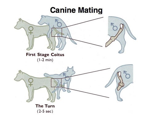 Dog Mating First Stage Coitus