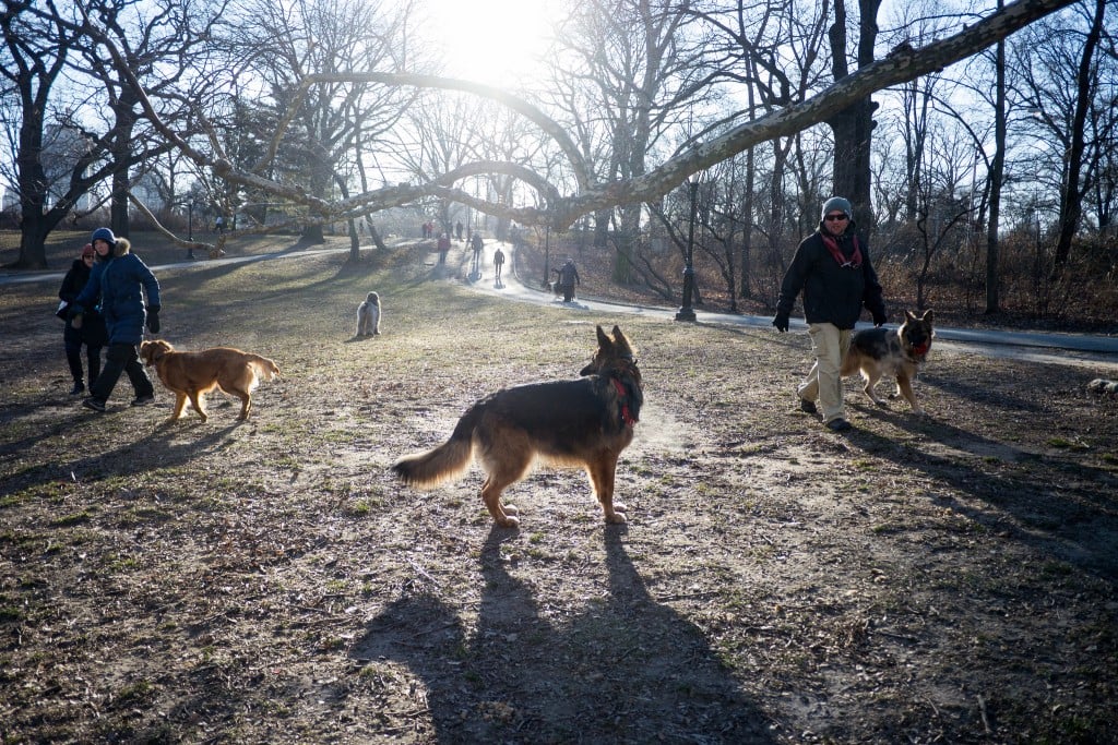 Dogs in Central Park