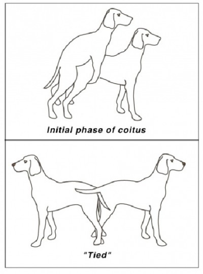 犬の性交とネクタイ