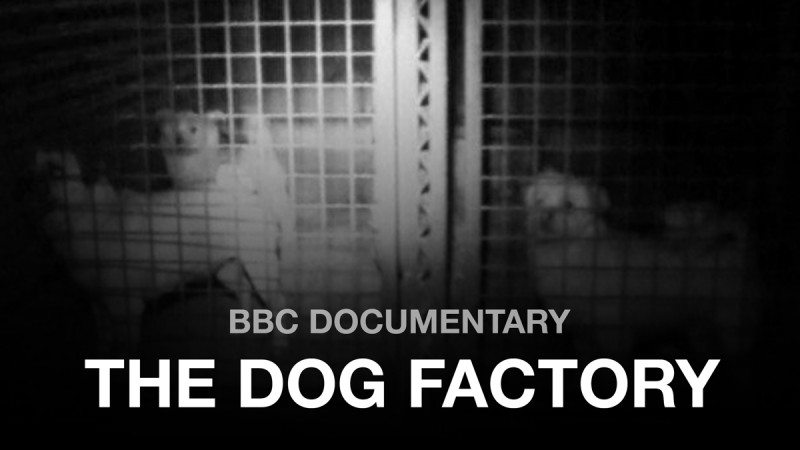 The Dog Factory BBC Documentary 2015