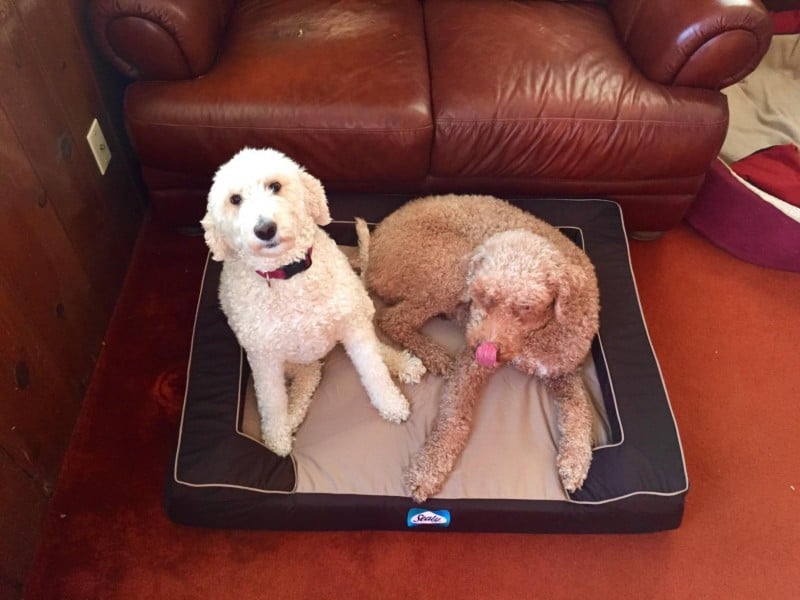 Sealy Dog Bed with Quad Layer Technology