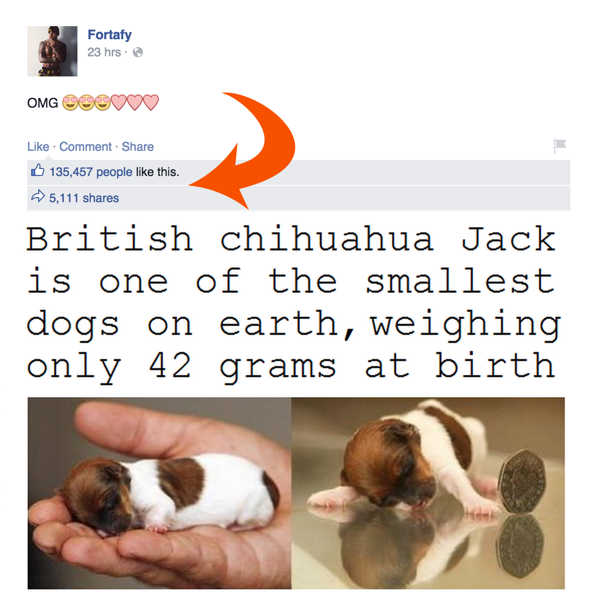 Fortafy Facebook Jack Chihuahua