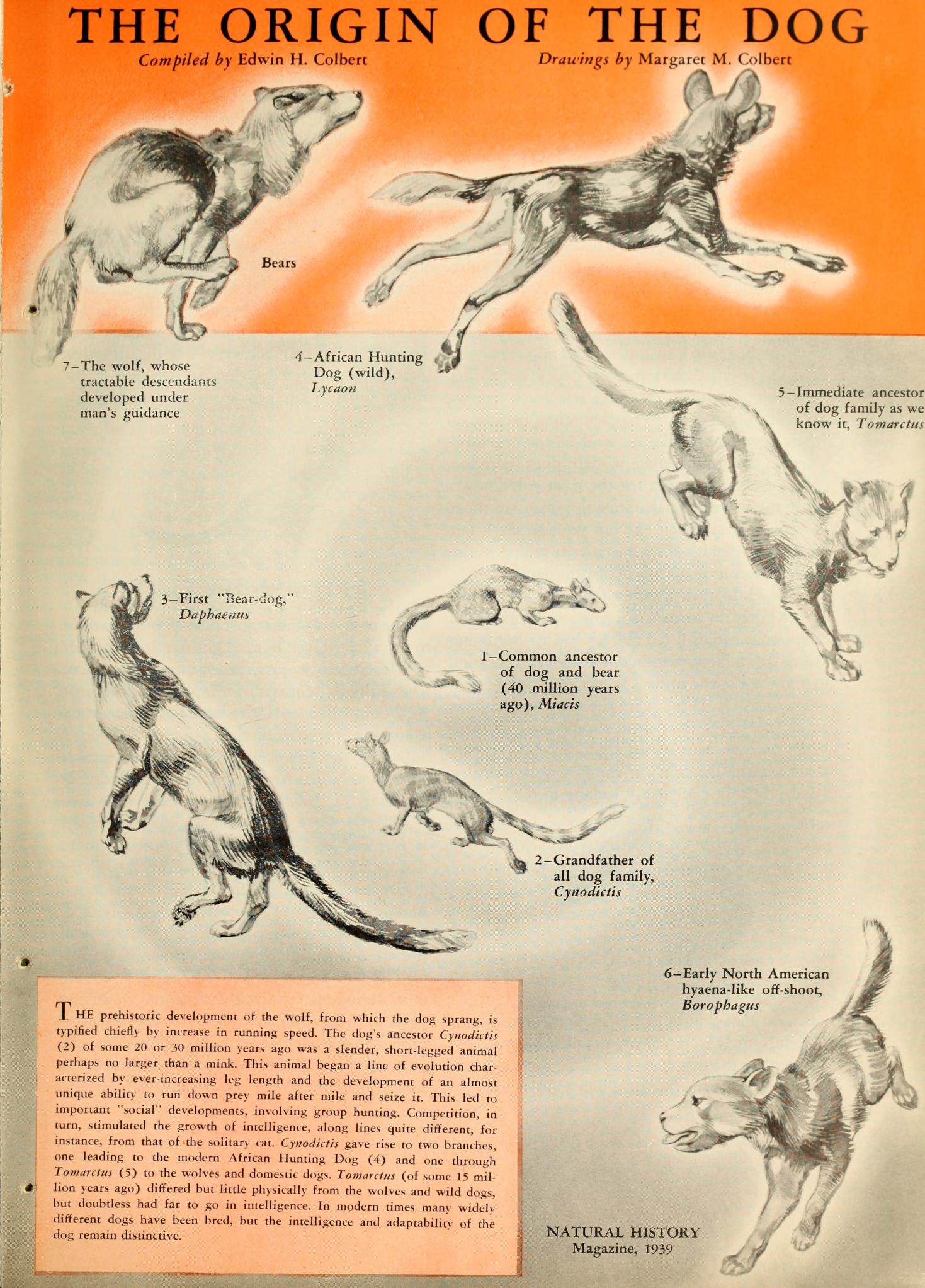 Canine Evolution Chart