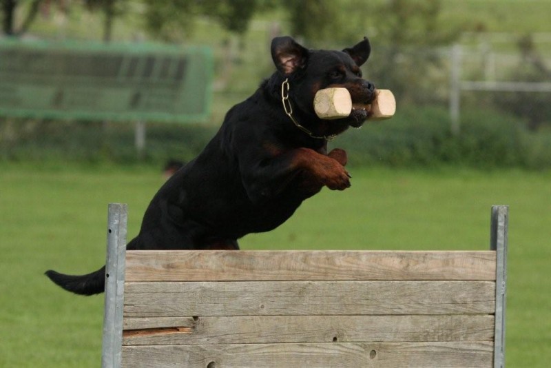 Rottweiler exercising and working.