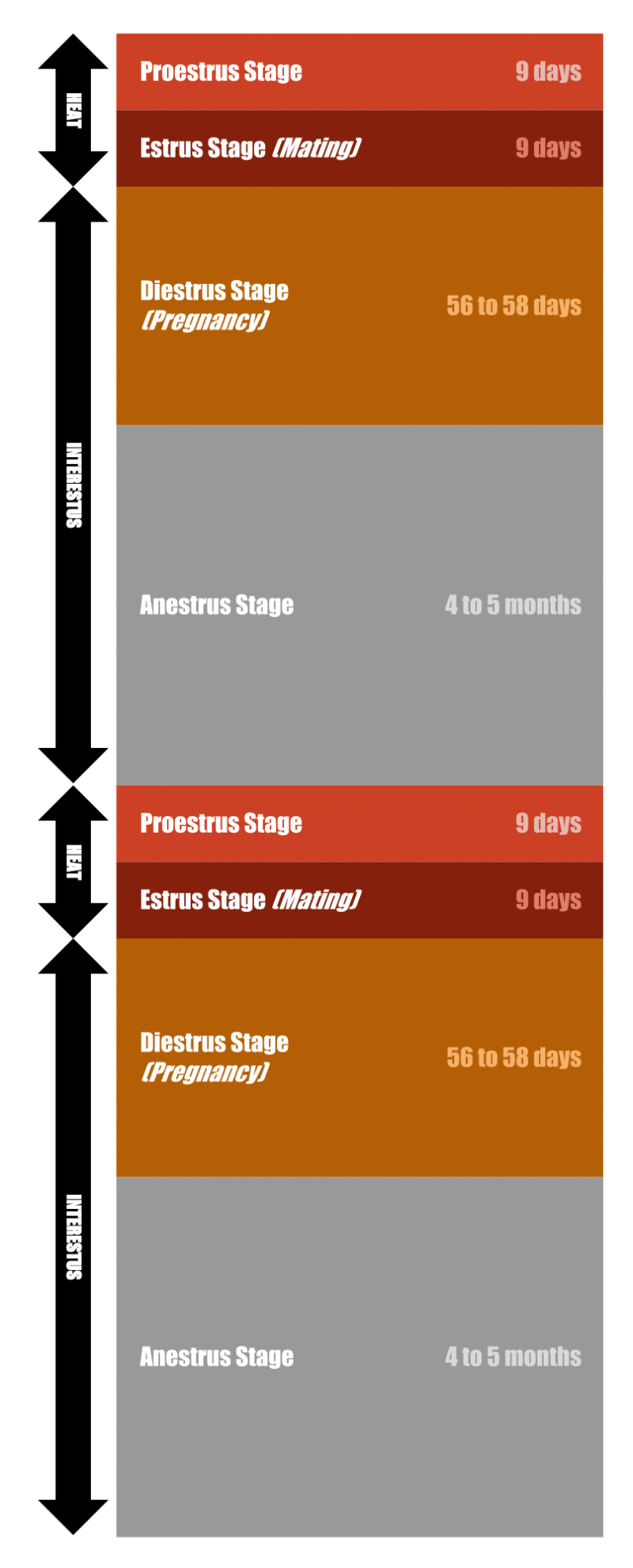 Canine Ovulation Timing Chart