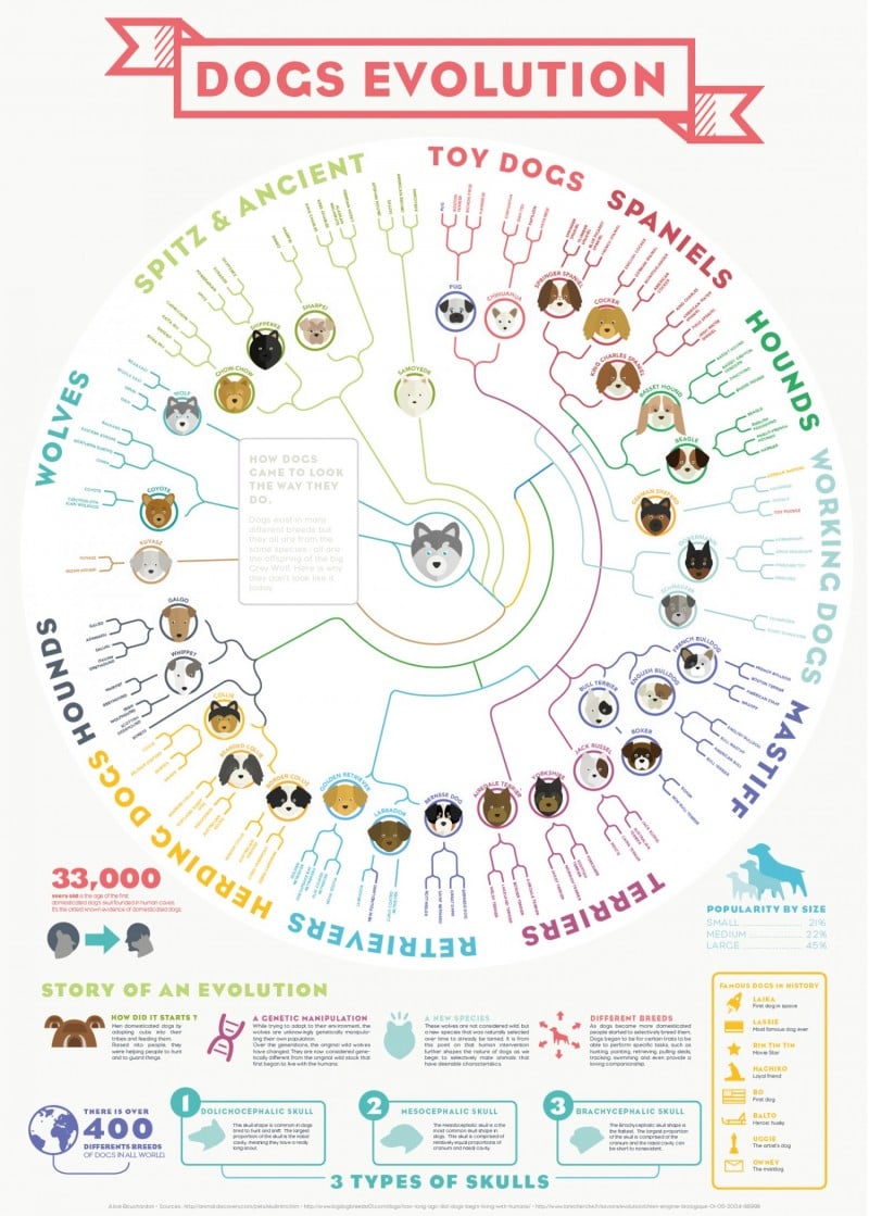 Dog Breeds - Evolution From The Grey Wolf