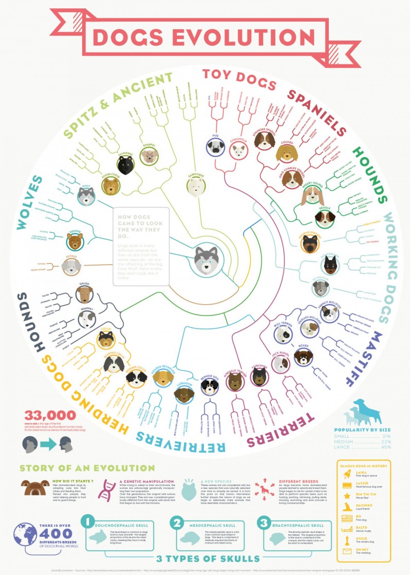 Origins & Evolution Of The Dog (Generation After Generation)