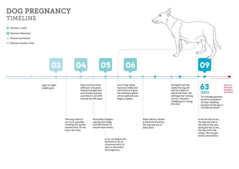 Dog pregnancy stages timeline chart