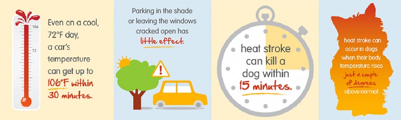 can heat stroke kill a dog