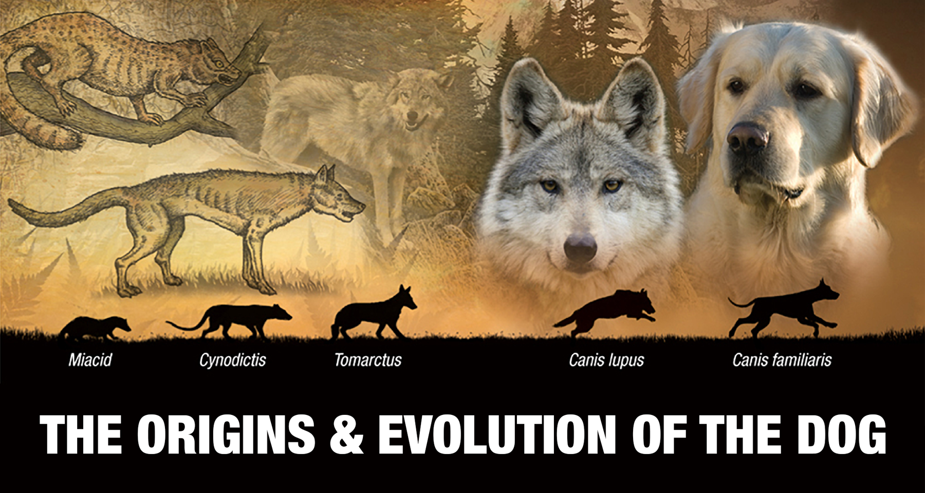 what species of wolf did dogs come from