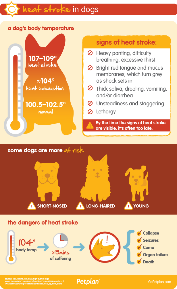 Dog's Body Temperature During Heatwave
