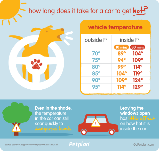 Hot Cars Are Deadly For Dogs During Summer