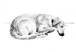 Sleeping Dog