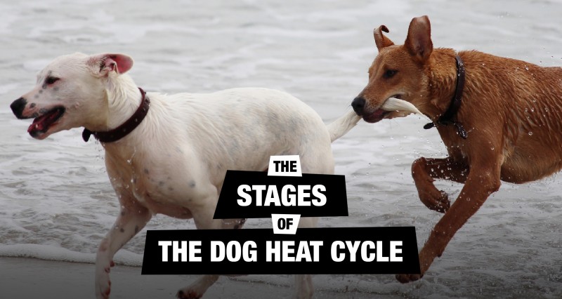 how many times does a dog go into heat