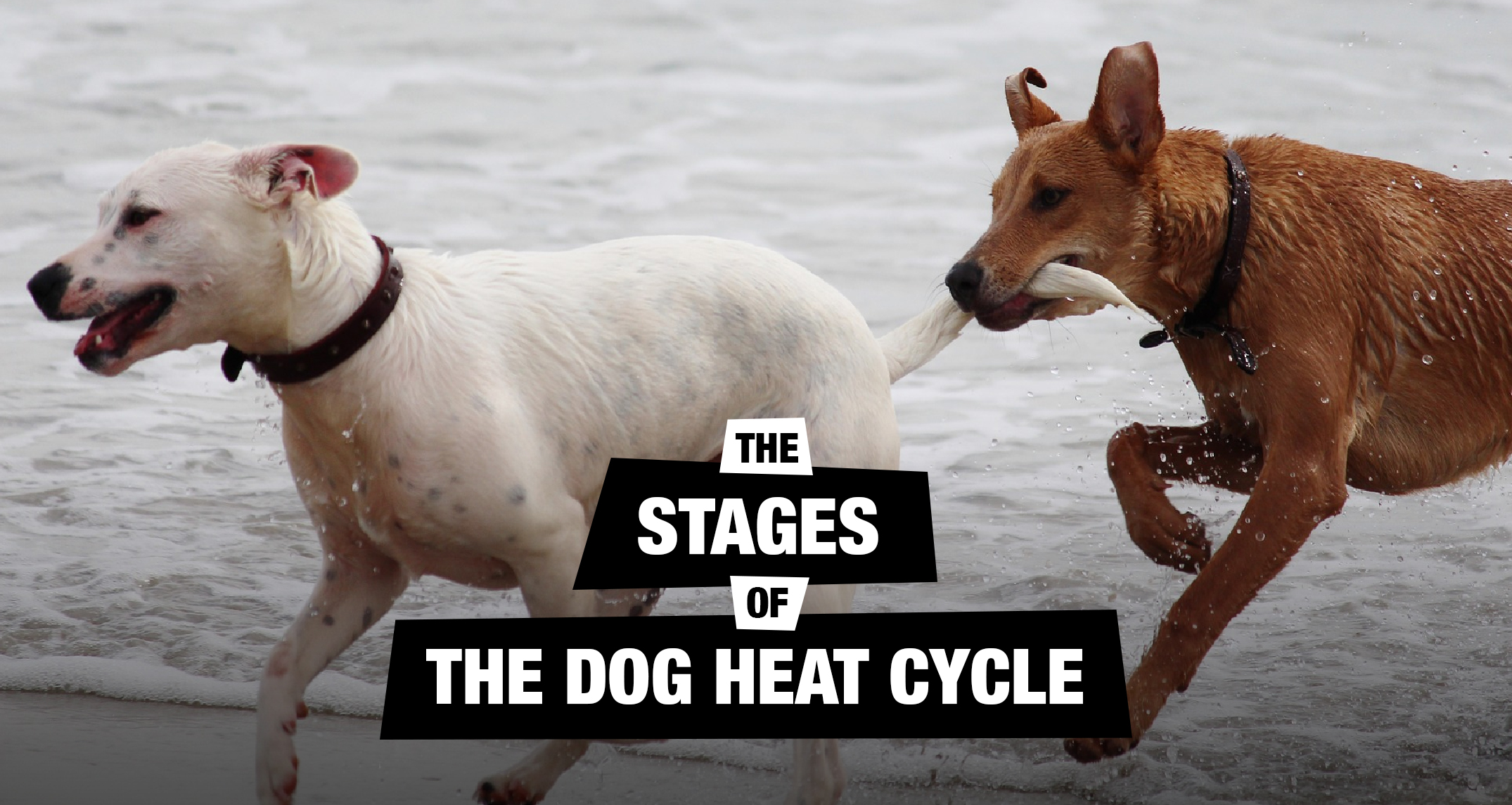 The Stages of The Dog Heat Season Cycle