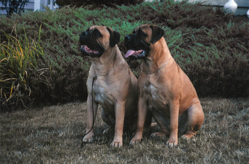 Glimer & Stella, two bullmastiff dogs bred by Ishana