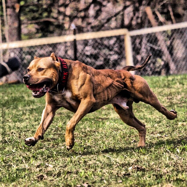 muscly bully dog