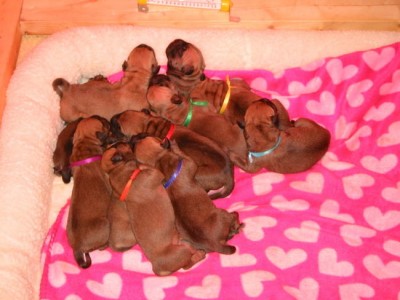 Ishana Bullmastiffs Puppies