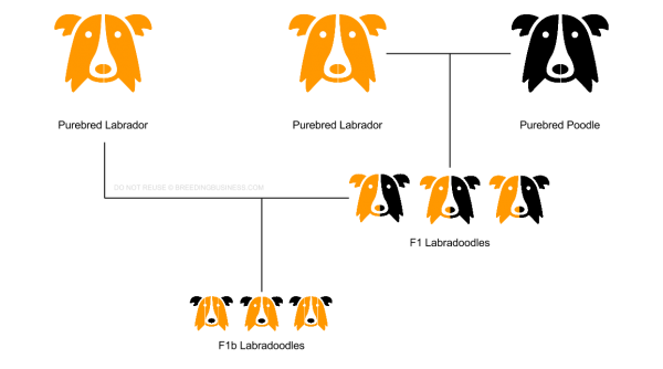 Hybrid Dog Breeds: What Does F1, F2, F3, F1b & F2b Mean?