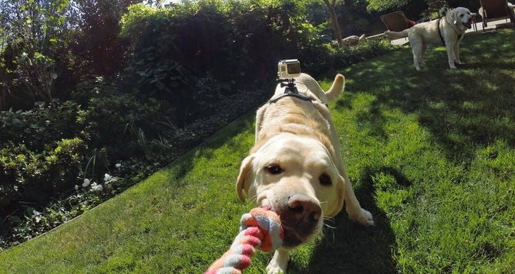 action camera go pro for dogs