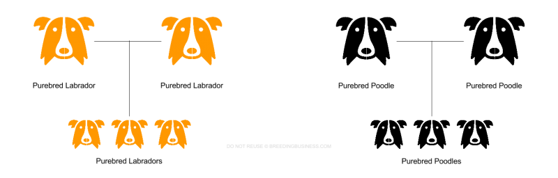 Purebred Dog Chart