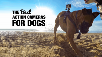 5 Best GoPro For Dogs — The Best Action Camera For Dogs?