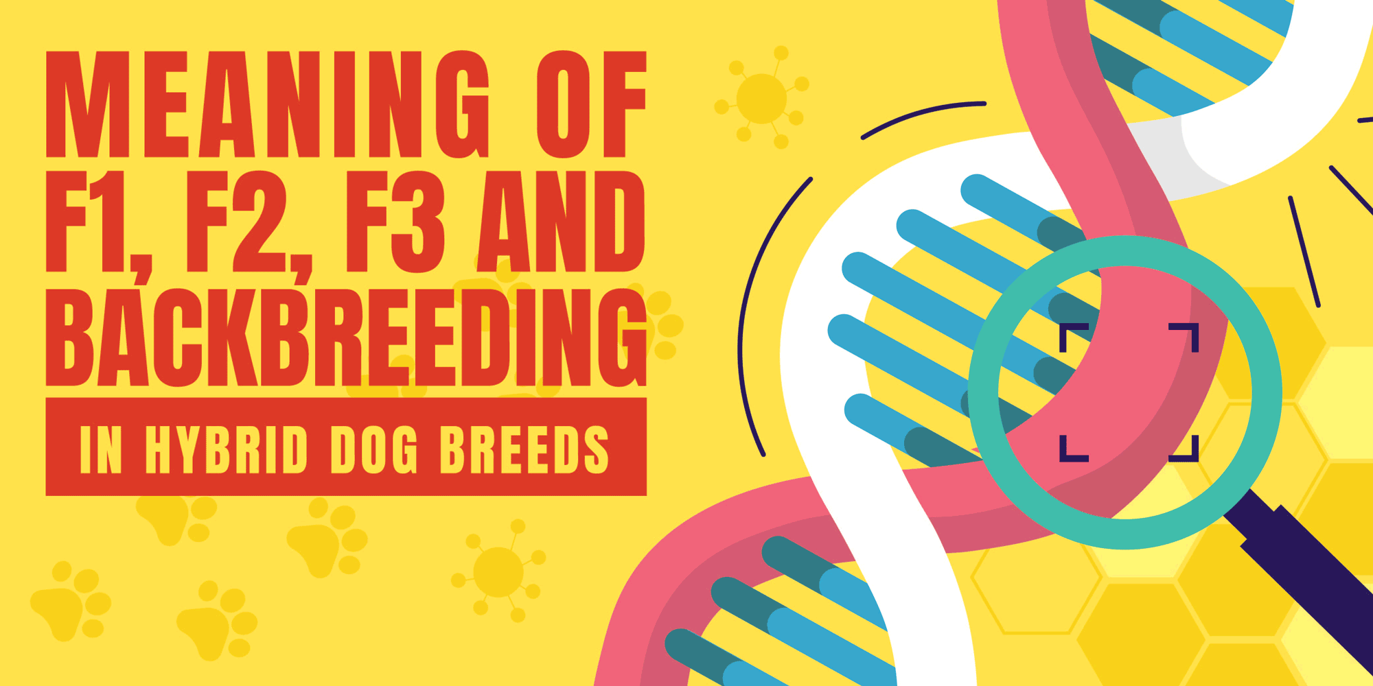 Meaning of F1, F1b, F2, F3... in crossbred dogs.