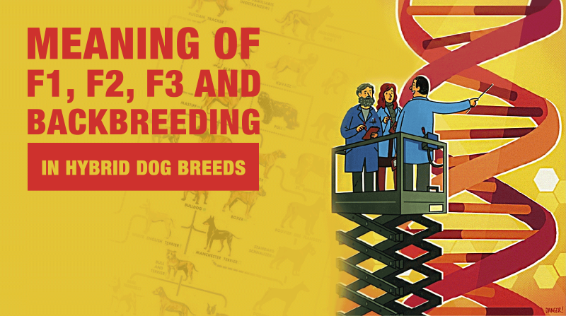 Meaning of F1, F1b... in hybrid dog breeds