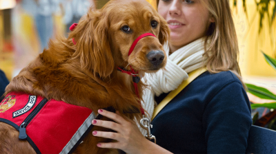 Therapy Dogs: Seeking a Helping Hand, Finding a Paw